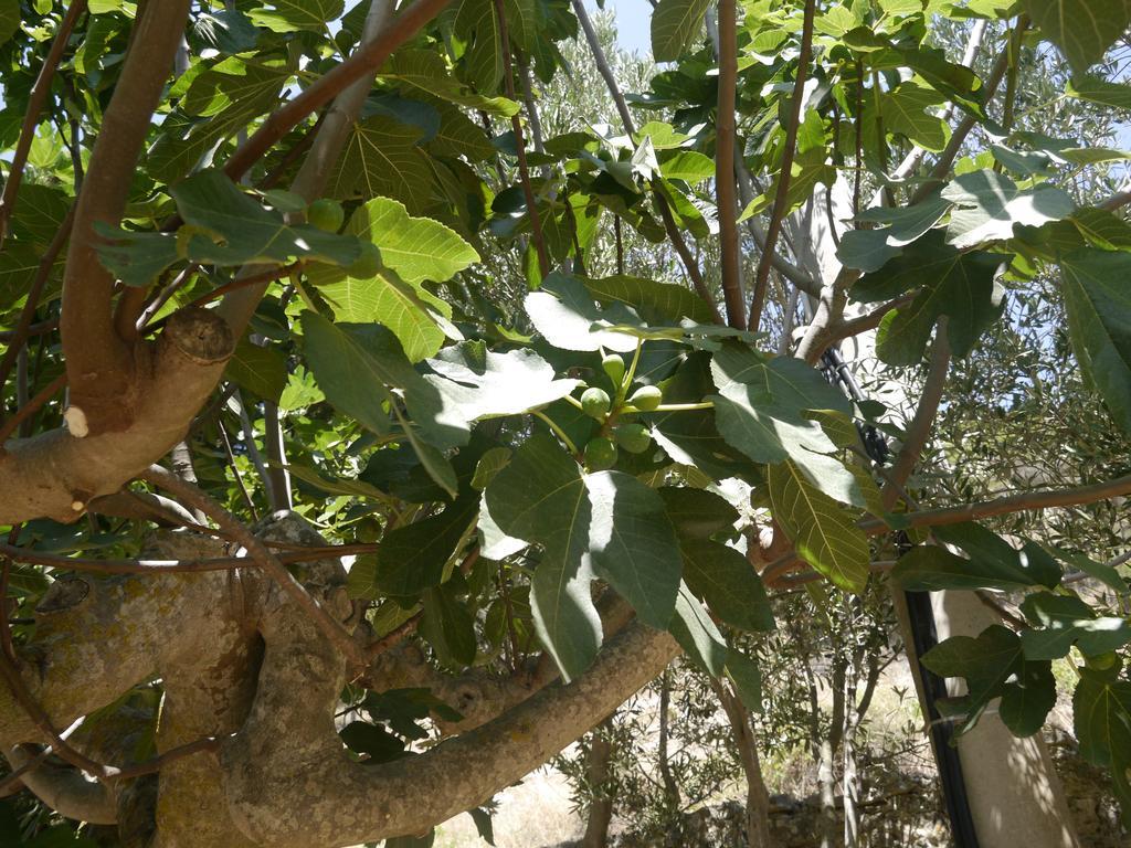 منزل الضيف Casa Nel Vigneto إريس المظهر الخارجي الصورة